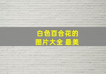 白色百合花的图片大全 最美